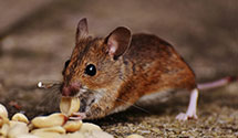 24 Hour & Emergency Exterminators in Broadway, NC